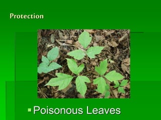 Protection
Poisonous Leaves
 