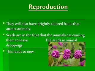 Reproduction
 They will also have brightlycoloredfruits that
attract animals.
 Seeds are in the fruit that the animals eat causing
them to leave The seeds inanimal
droppings.
 This leads to new plants.
 
