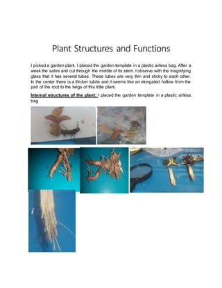 Plant Structures and Functions
I picked a garden plant. I placed the garden template in a plastic airless bag. After a
week the satire and cut through the middle of its stem. I observe with the magnifying
glass that it has several tubes. These tubes are very thin and sticky to each other.
In the center there is a thicker tubite and it seems like an elongated hollow from the
part of the root to the twigs of this little plant.
Internal structures of the plant: I placed the garden template in a plastic airless
bag
 