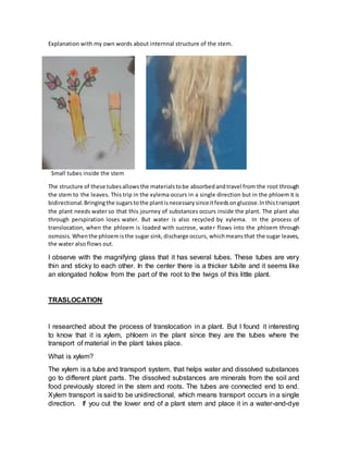 Explanation with my own words about internnal structure of the stem.
Small tubes inside the stem
The structure of these tubesallowsthe materialstobe absorbedandtravel from the root through
the stem to the leaves. This trip in the xylema occurs in a single direction but in the phloem it is
bidirectional.Bringingthe sugarstothe plantisnecessarysinceitfeedsonglucose.Inthistransport
the plant needs water so that this journey of substances occurs inside the plant. The plant also
through perspiration loses water. But water is also recycled by xylema. In the process of
translocation, when the phloem is loaded with sucrose, water flows into the phloem through
osmosis.Whenthe phloemisthe sugar sink,discharge occurs, whichmeansthat the sugar leaves,
the water also flows out.
I observe with the magnifying glass that it has several tubes. These tubes are very
thin and sticky to each other. In the center there is a thicker tubite and it seems like
an elongated hollow from the part of the root to the twigs of this little plant.
TRASLOCATION
I researched about the process of translocation in a plant. But I found it interesting
to know that it is xylem, phloem in the plant since they are the tubes where the
transport of material in the plant takes place.
What is xylem?
The xylem is a tube and transport system, that helps water and dissolved substances
go to different plant parts. The dissolved substances are minerals from the soil and
food previously stored in the stem and roots. The tubes are connected end to end.
Xylem transport is said to be unidirectional, which means transport occurs in a single
direction. If you cut the lower end of a plant stem and place it in a water-and-dye
 