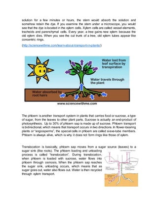 solution for a few minutes or hours, the stem would absorb the solution and
somehow retain the dye. If you examine the stem under a microscope, you would
see that the dye is located in the xylem cells. Xylem cells are called vessel elements,
tracheids and parenchymal cells. Every year, a tree gains new xylem because the
old xylem dies. When you see the cut trunk of a tree, old xylem tubes appear like
concentric rings.
(http://sciencewithme.com/learn-about-transport-in-plants/)
The phloem is another transport system in plants that carries food or sucrose, a type
of sugar, from the leaves to other plant parts. Sucrose is actually an end-product of
photosynthesis. Up to 30% of phloem sap is made up of sucrose. Phloem transport
is bidirectional, which means that transport occurs in two directions. In flower-bearing
plants or “angiosperms”, the special cells in phloem are called sieve-tube members.
Phloem is always alive, which is why it does not form rings like those of xylem.
Translocation is basically, phloem sap moves from a sugar source (leaves) to a
sugar sink (like roots). The phloem loading and unloading
process is called “translocation”. During translocation,
when phloem is loaded with sucrose, water flows into
phloem through osmosis. When the phloem sap reaches
the sugar sink, unloading occurs, which means that as
sugar goes out, water also flows out. Water is then recycled
through xylem transport.
 