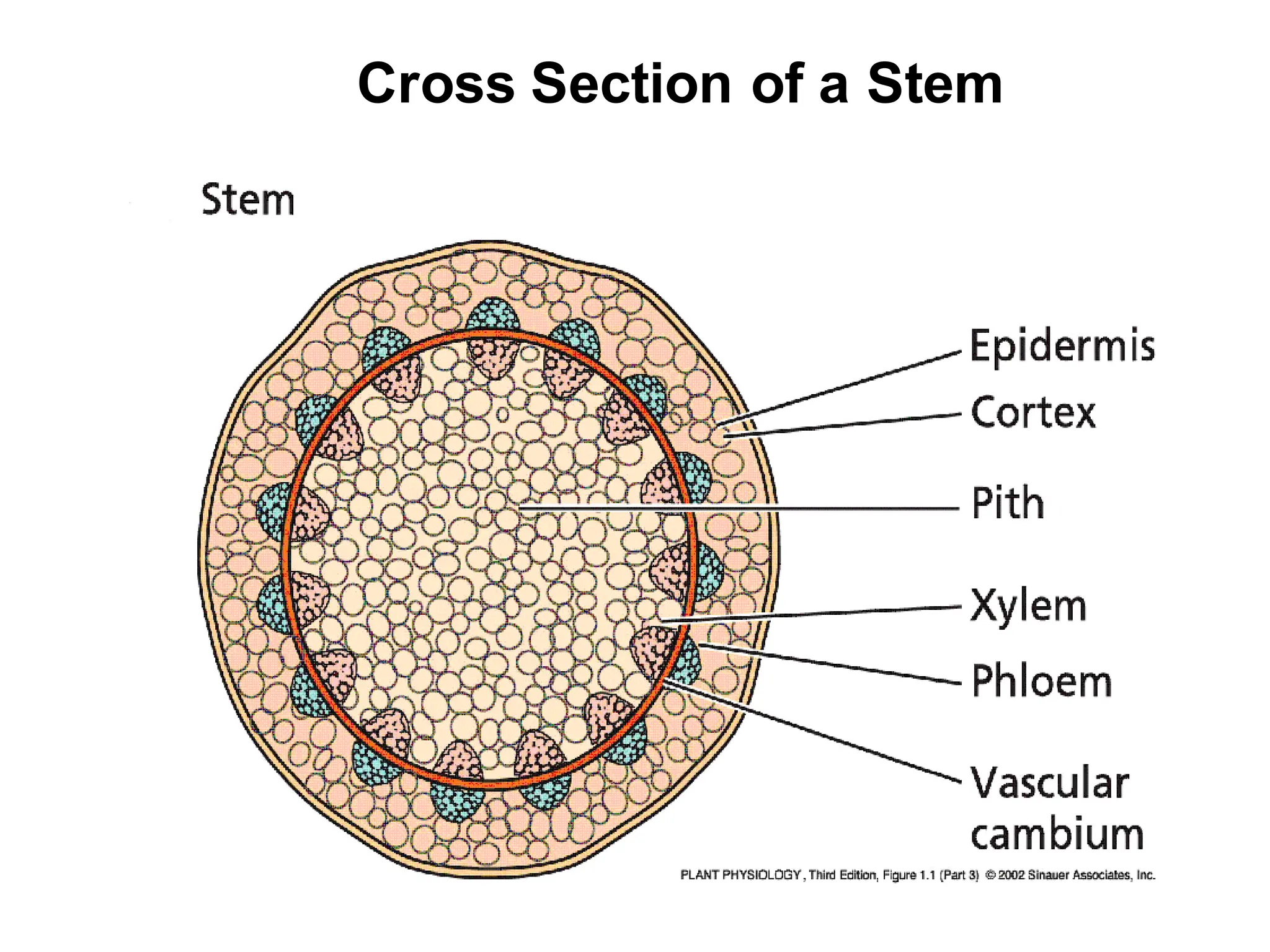 Cross Section of a Stem
 