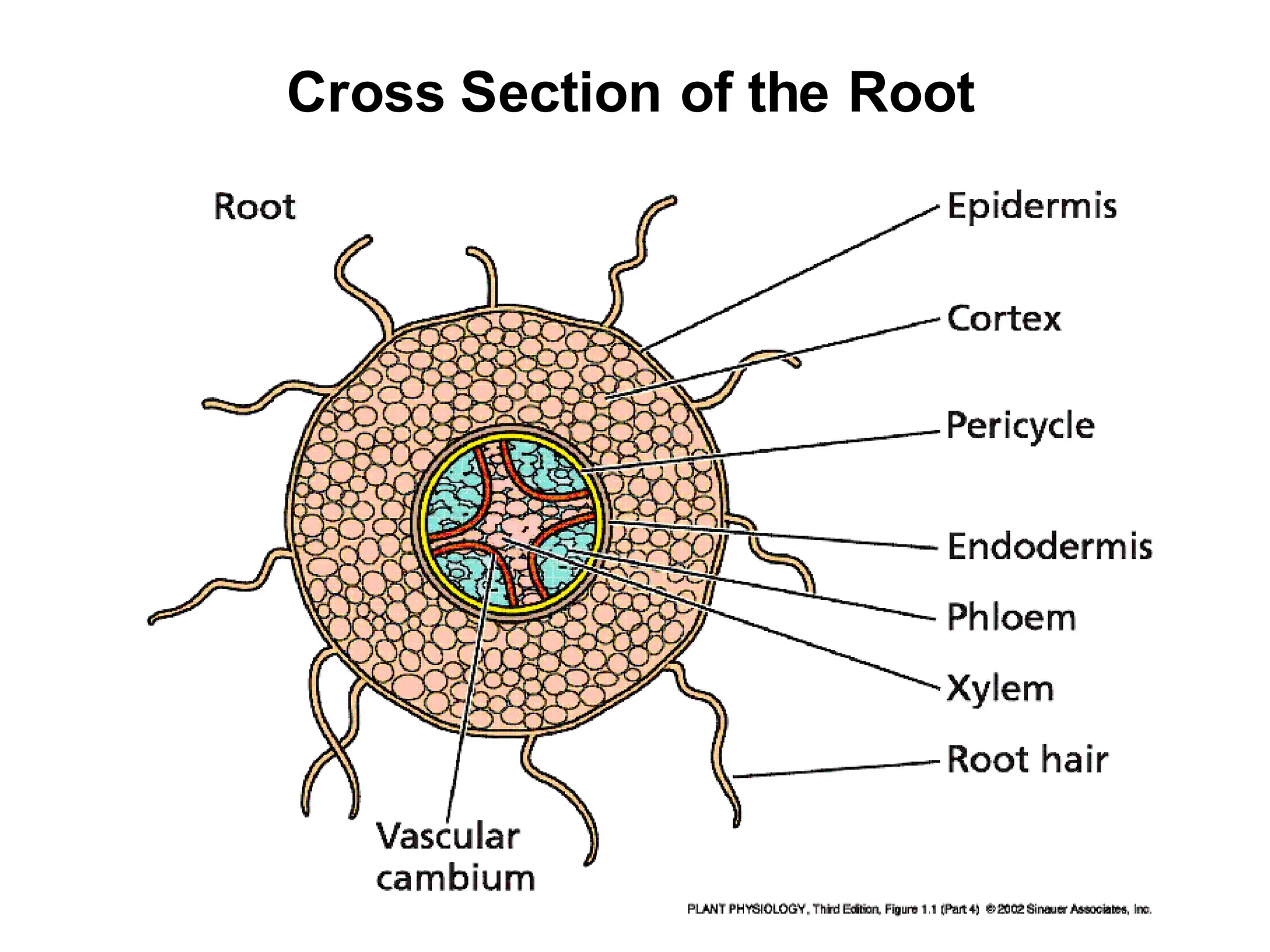 Cross Section of the Root
 
