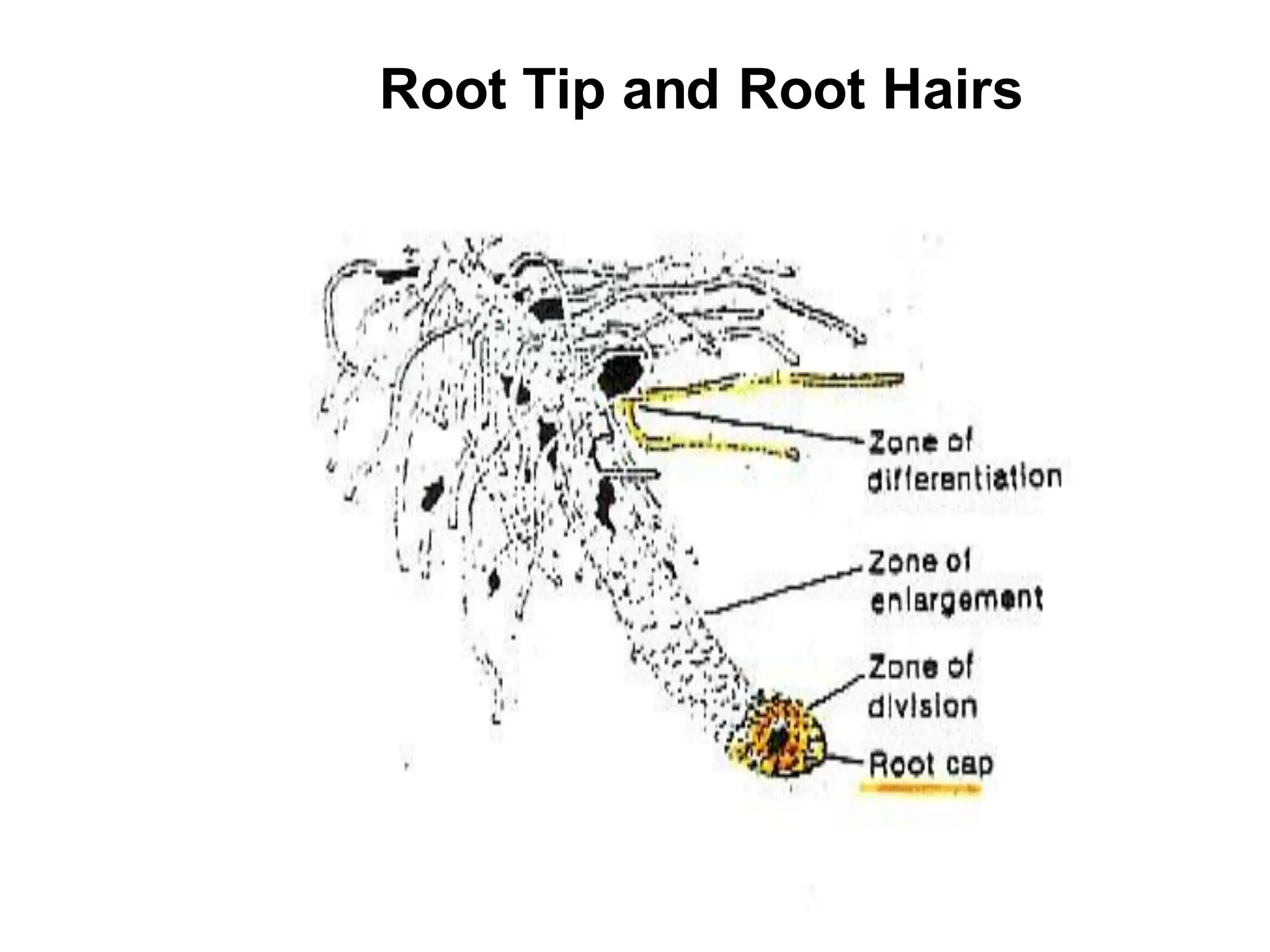 Root Tip and Root Hairs
 