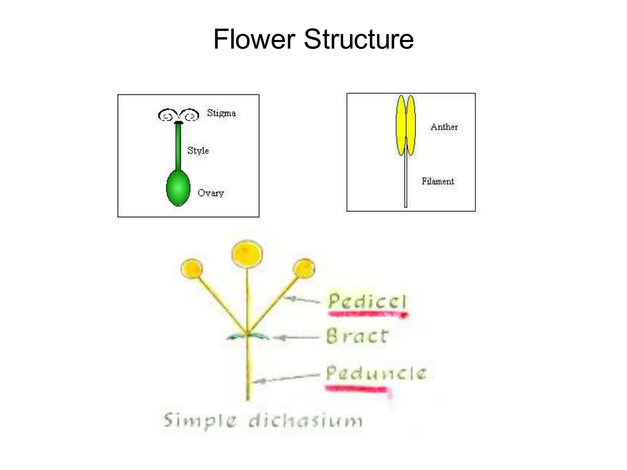 Flower Structure
 
