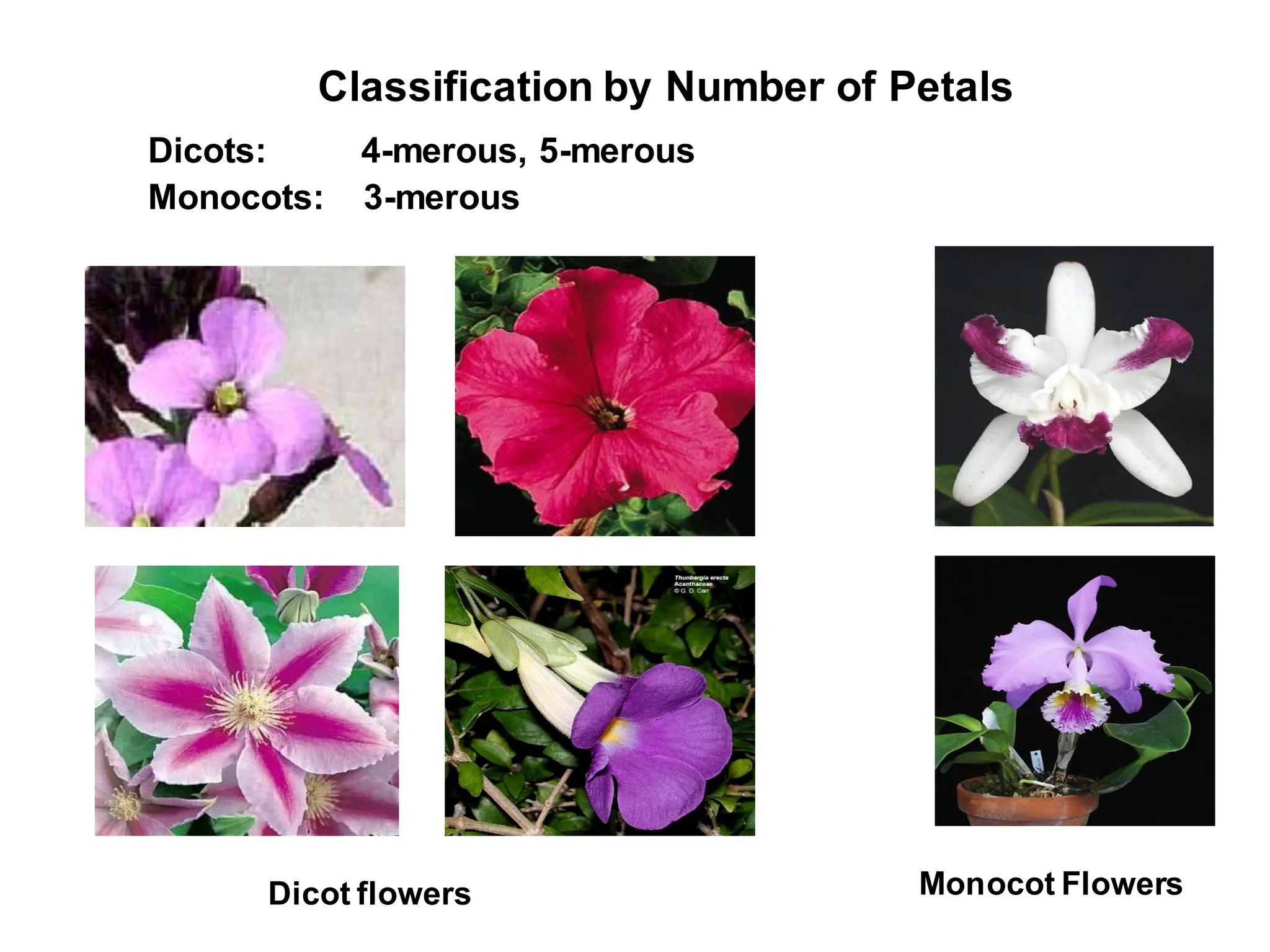 Classification by Number of Petals
Dicots: 4-merous, 5-merous
Monocots: 3-merous
Dicot flowers Monocot Flowers
 