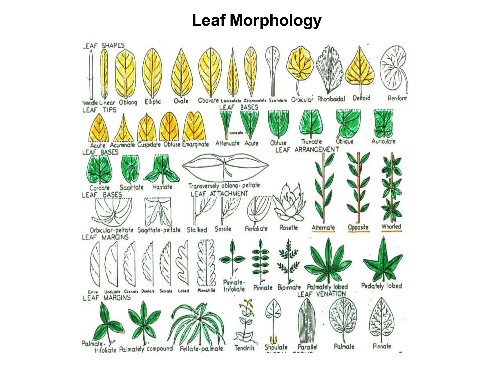 Leaf Morphology
 