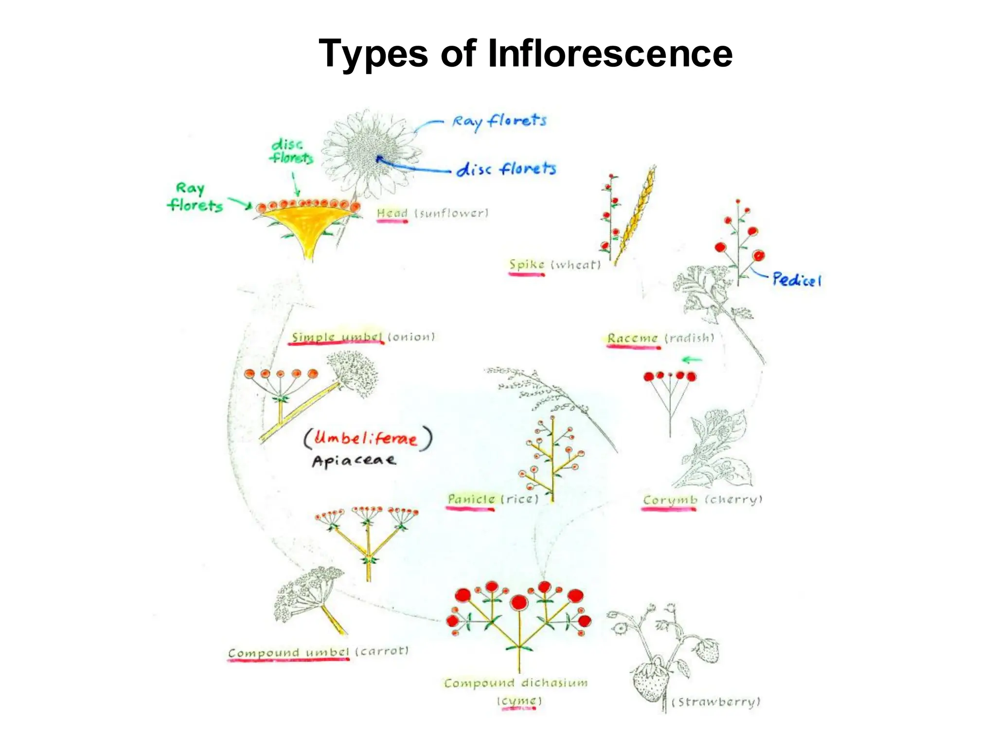 Types of Inflorescence
 