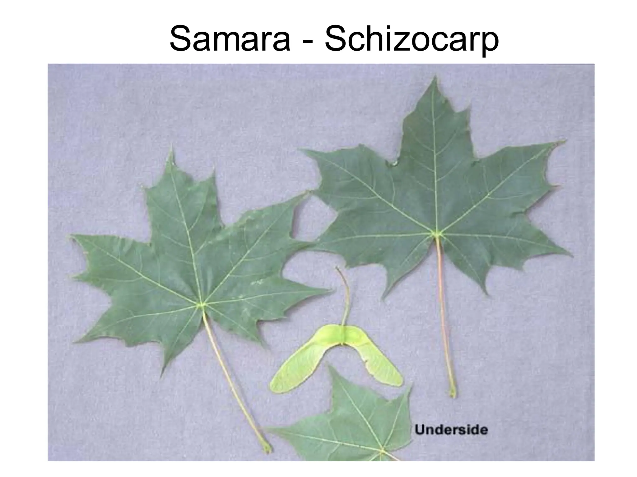 Samara - Schizocarp
 