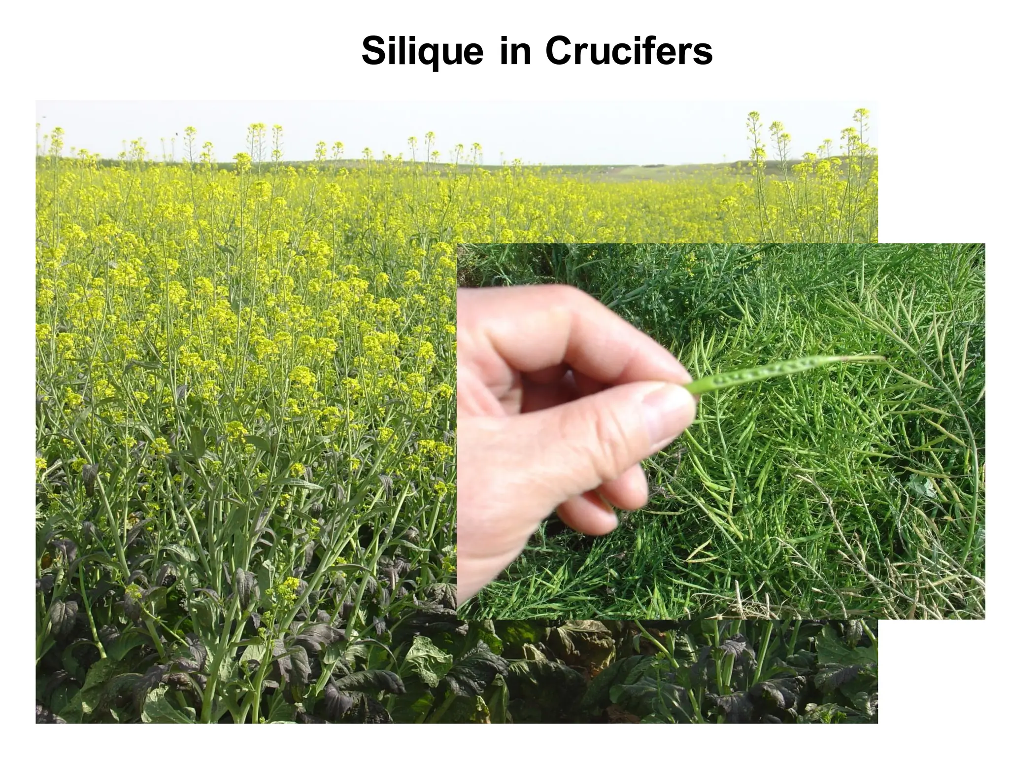 Silique in Crucifers
 