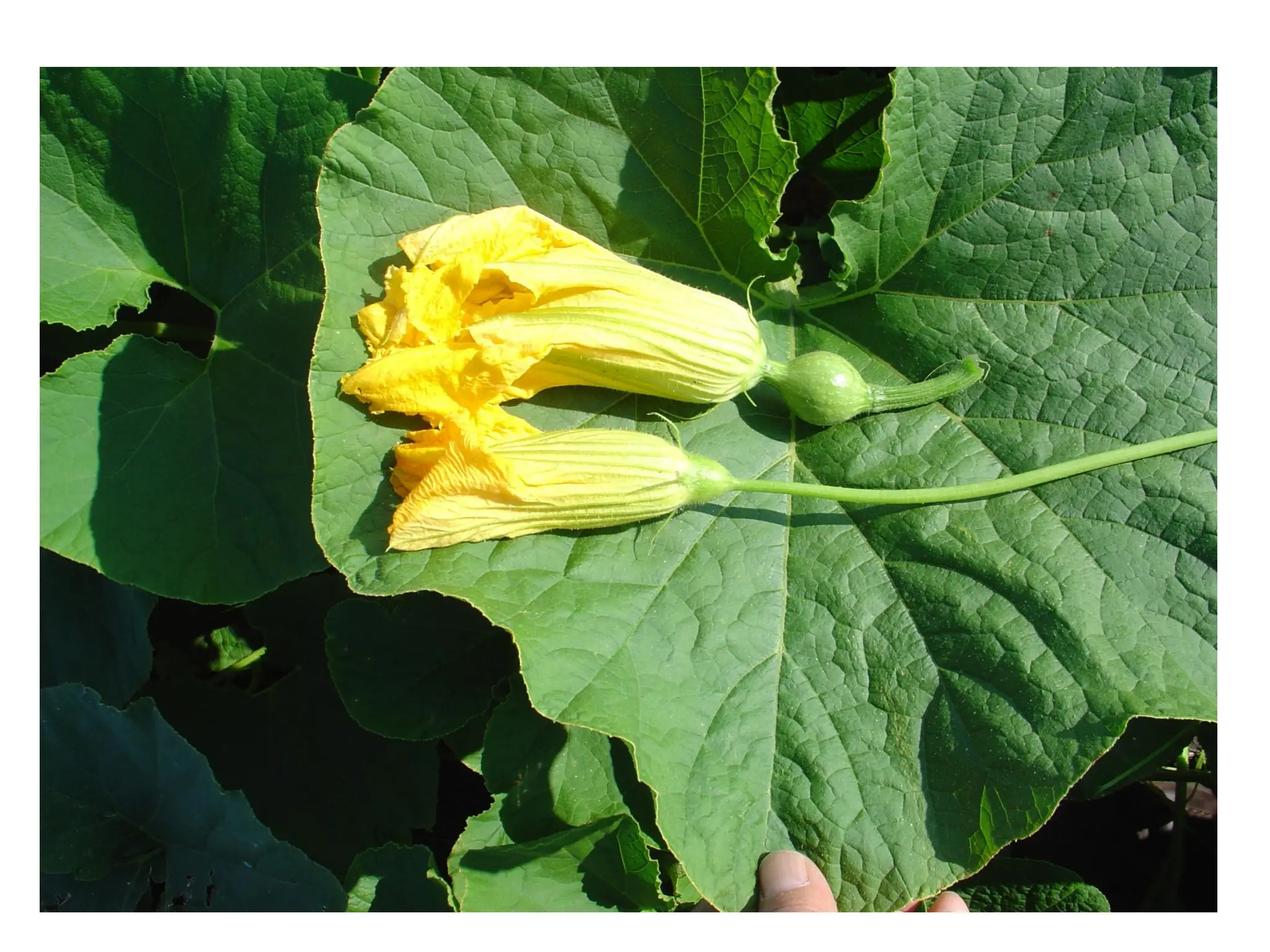 plant structure education slides file.pdf