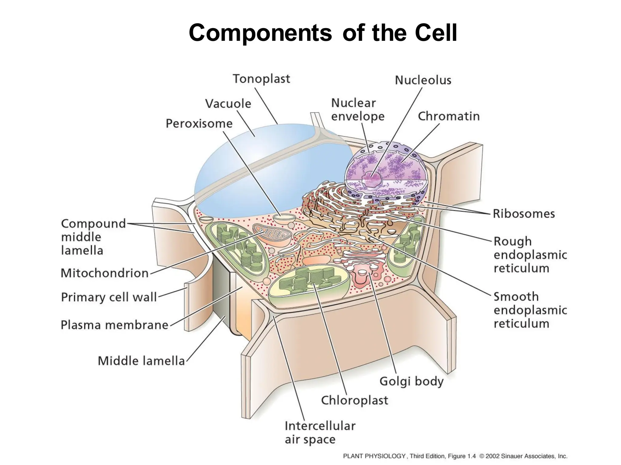 Components of the Cell
 