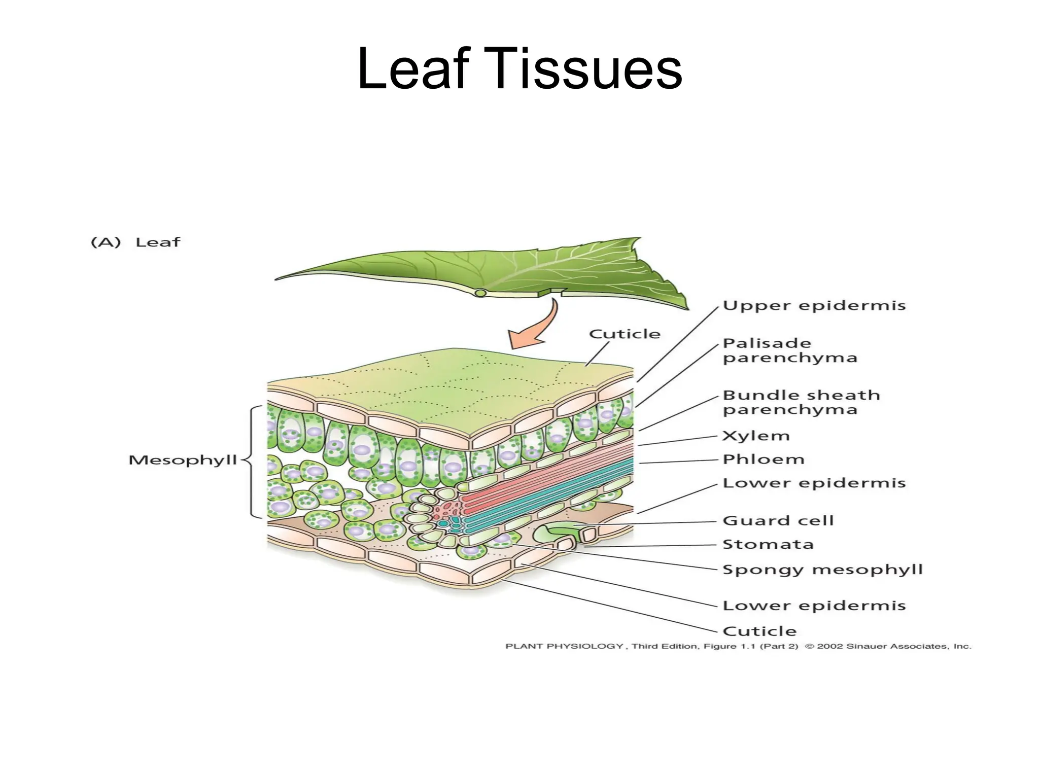 Leaf Tissues
 