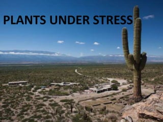 PLANTS UNDER STRESS
 