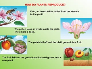 First, an insect takes pollen from the stamen
to the pistil.
The pollen joins an ovule inside the pistil.
They make a seed.
The petals fall off and the pistil grows into a fruit.
The fruit falls on the ground and its seed grows into a
new plant.
HOW DO PLANTS REPRODUCE?
 