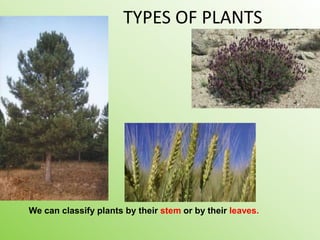 TYPES OF PLANTS
We can classify plants by their stem or by their leaves.
 