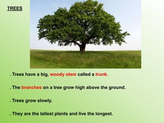 TREES
. Trees have a big, woody stem called a trunk.
. The branches on a tree grow high above the ground.
. Trees grow slowly.
. They are the tallest plants and live the longest.
 