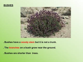 BUSHES
. Bushes have a woody stem but it is not a trunk.
. The branches on a bush grow near the ground.
. Bushes are shorter than trees.
 