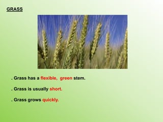 . Grass has a flexible, green stem.
. Grass is usually short.
. Grass grows quickly.
GRASS
 