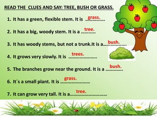 READ THE CLUES AND SAY: TREE, BUSH OR GRASS.
1. It has a green, flexible stem. It is …………….
2. It has a big, woody stem. It is a …………
3. It has woody stems, but not a trunk.It is a……………….
4. It grows very slowly. It is …………………..
5. The branches grow near the ground. It is a …………..
6. It´s a small plant. It is ……………………
7. It can grow very tall. It is a…………………………
grass.
tree.
bush.
trees.
bush.
grass.
tree.
 