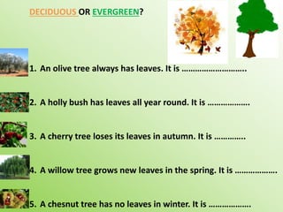 DECIDUOUS OR EVERGREEN?
1. An olive tree always has leaves. It is ………………………..
2. A holly bush has leaves all year round. It is ……………….
3. A cherry tree loses its leaves in autumn. It is …………..
4. A willow tree grows new leaves in the spring. It is ……………….
5. A chesnut tree has no leaves in winter. It is ……………….
 