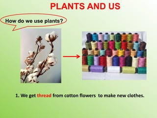 PLANTS AND US
How do we use plants?
1. We get thread from cotton flowers to make new clothes.
 