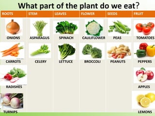 What part of the plant do we eat?
ROOTS STEM LEAVES FLOWER SEEDS FRUIT
ONIONS ASPARAGUS SPINACH CAULIFLOWER PEAS TOMATOES
CARROTS CELERY LETTUCE BROCCOLI PEANUTS PEPPERS
RADISHES APPLES
TURNIPS LEMONS
 