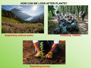 Supporting national parks. Collecting rubbish.
HOW CAN WE LOOK AFTER PLANTS?
Replanting forests.
 
