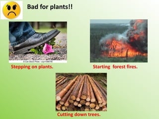 Bad for plants!!
Stepping on plants. Starting forest fires.
Cutting down trees.
 