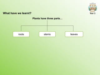 What have we learnt?
roots leaves
Plants have three parts…
stems
Year 3
 