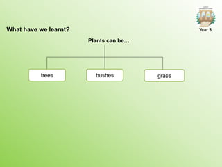 What have we learnt?
trees grass
Plants can be…
bushes
Year 3
 