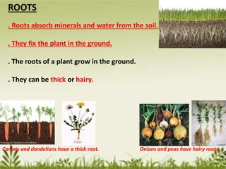 ROOTS
. Roots absorb minerals and water from the soil.
. They fix the plant in the ground.
. The roots of a plant grow in the ground.
. They can be thick or hairy.
Carrots and dandelions have a thick root. Onions and peas have hairy roots.
 