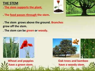 THE STEM
. The stem supports the plant.
. The food passes through the stem.
. The stem grows above the ground. Branches
grow off the stem.
. The stem can be green or woody.
Wheat and poppies Oak trees and bamboo
have a green stem. have a woody stem.
 