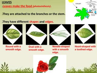 LEAVES
.Leaves make the food (photosinthesis).
.They are attached to the branches or the stem.
.They have different shapes and edges.
Round with a
smooth edge.
Oval with a
smooth edge.
Needle-shaped
with a smooth
edge.
Heart-shaped with
a toothed edge.
 