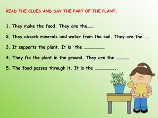 READ THE CLUES AND SAY THE PART OF THE PLANT.
1. They make the food. They are the…….
2. They absorb minerals and water from the soil. They are the ...
3. It supports the plant. It is the …………………
4. They fix the plant in the ground. They are the ………….
5. The food passes through it. It is the ………………..
 