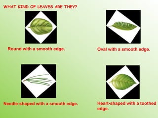 WHAT KIND OF LEAVES ARE THEY?
Round with a smooth edge. Oval with a smooth edge.
Needle-shaped with a smooth edge. Heart-shaped with a toothed
edge.
 