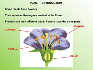 PLANT REPRODUCTION
. Some plants have flowers.
. Their reproductive organs are inside the flower.
. Flowers can look different but all flowers have the same parts.
STAMENS
CALYX
COROLLA
PISTIL
 