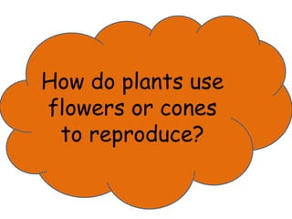 How do plants use 
flowers or cones 
to reproduce? 
 