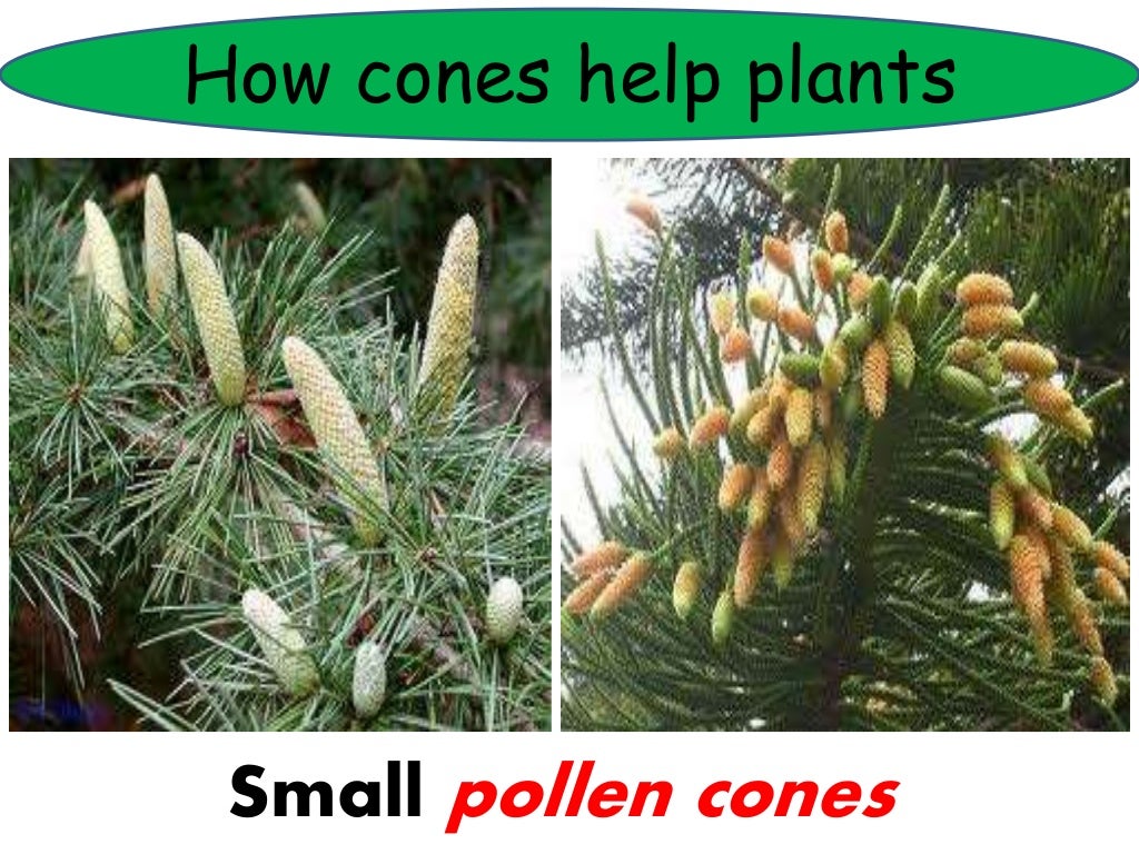 Plants use flowers or cones to reproduce