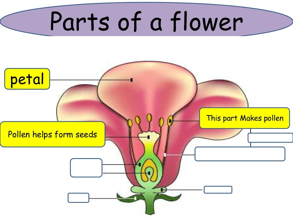Plants use flowers or cones to reproduce