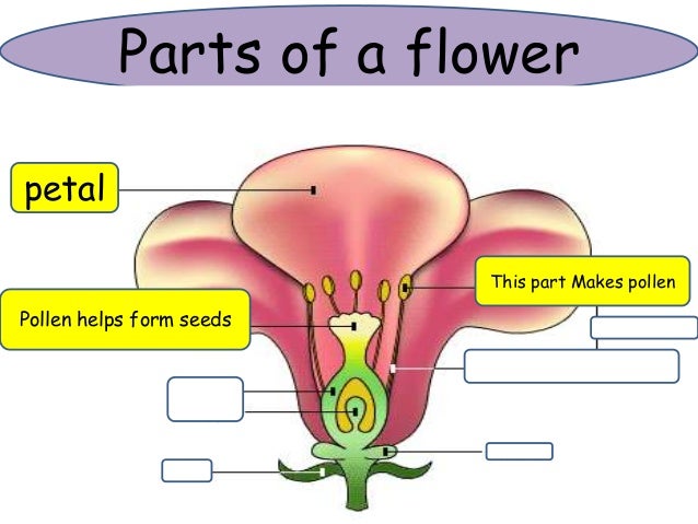 plants use flowers or cones to reproduce what part of the plant makes seeds