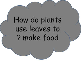How do plants 
use leaves to 
? make food 
 