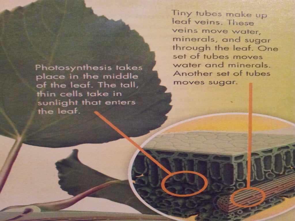 Plants use leaves to make food