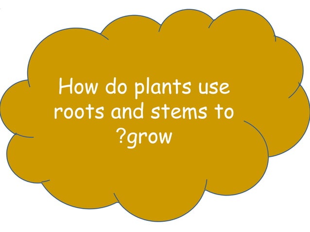 Plants use roots and stems | PPT