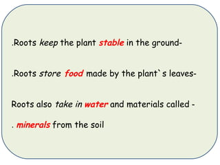 Using Roots Stock Plants use roots and stems | PPT