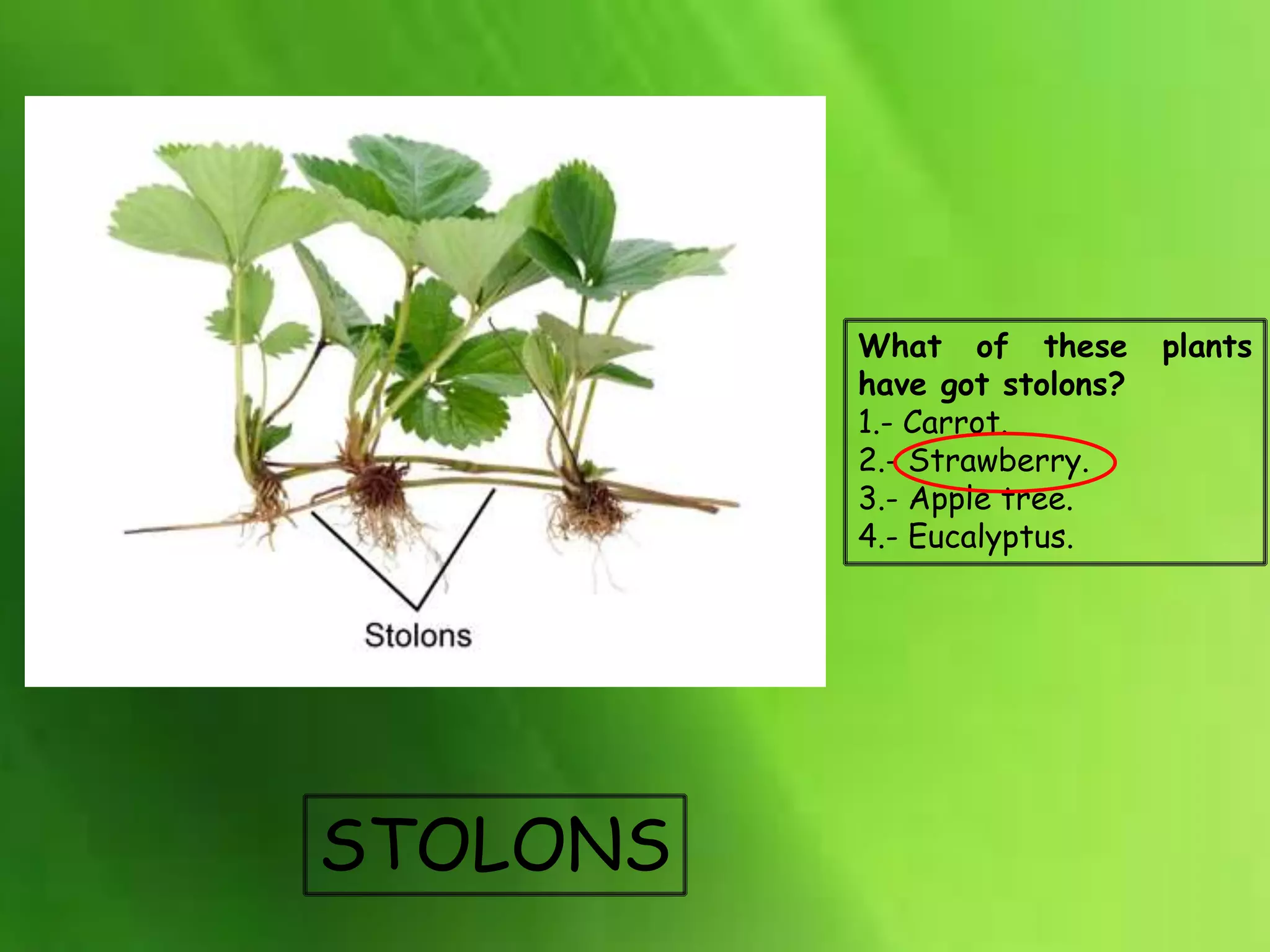 What of these plants
have got stolons?
1.- Carrot.
2.- Strawberry.
3.- Apple tree.
4.- Eucalyptus.
STOLONS