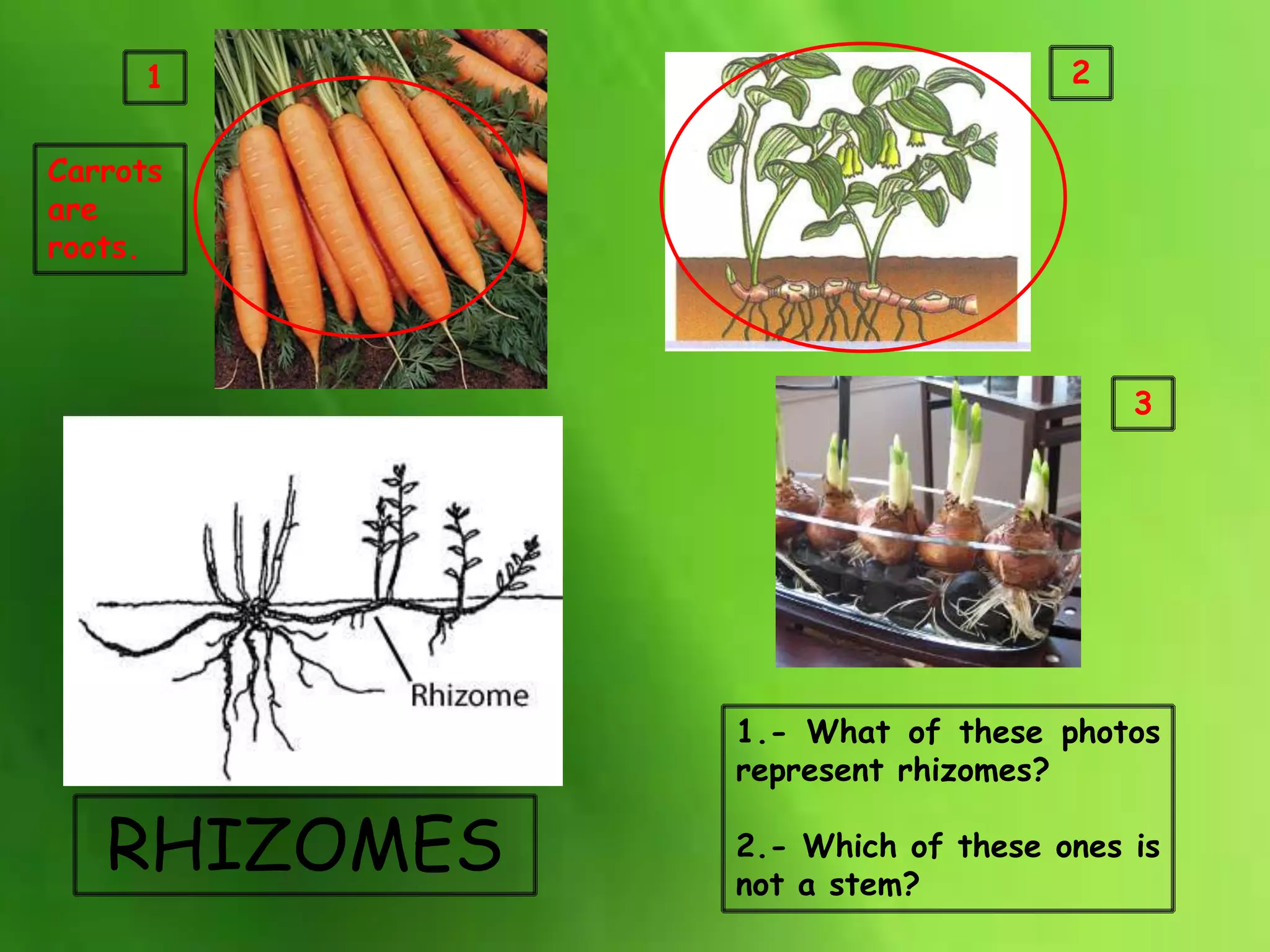 RHIZOMES
1
3
2
1.- What of these photos
represent rhizomes?
2.- Which of these ones is
not a stem?
Carrots
are
roots.