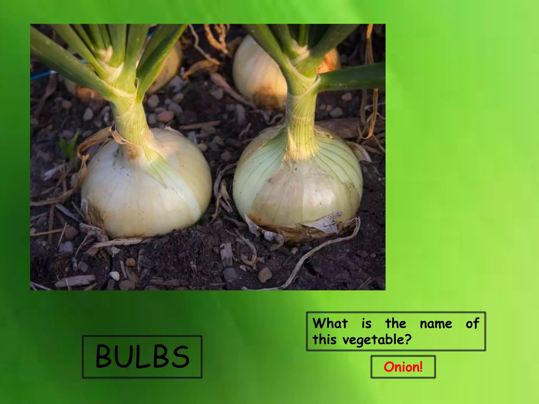 BULBS
What is the name of
this vegetable?
Onion!