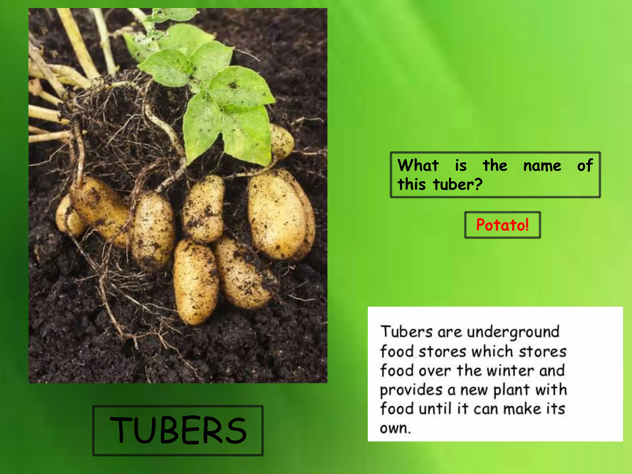 TUBERS
What is the name of
this tuber?
Potato!