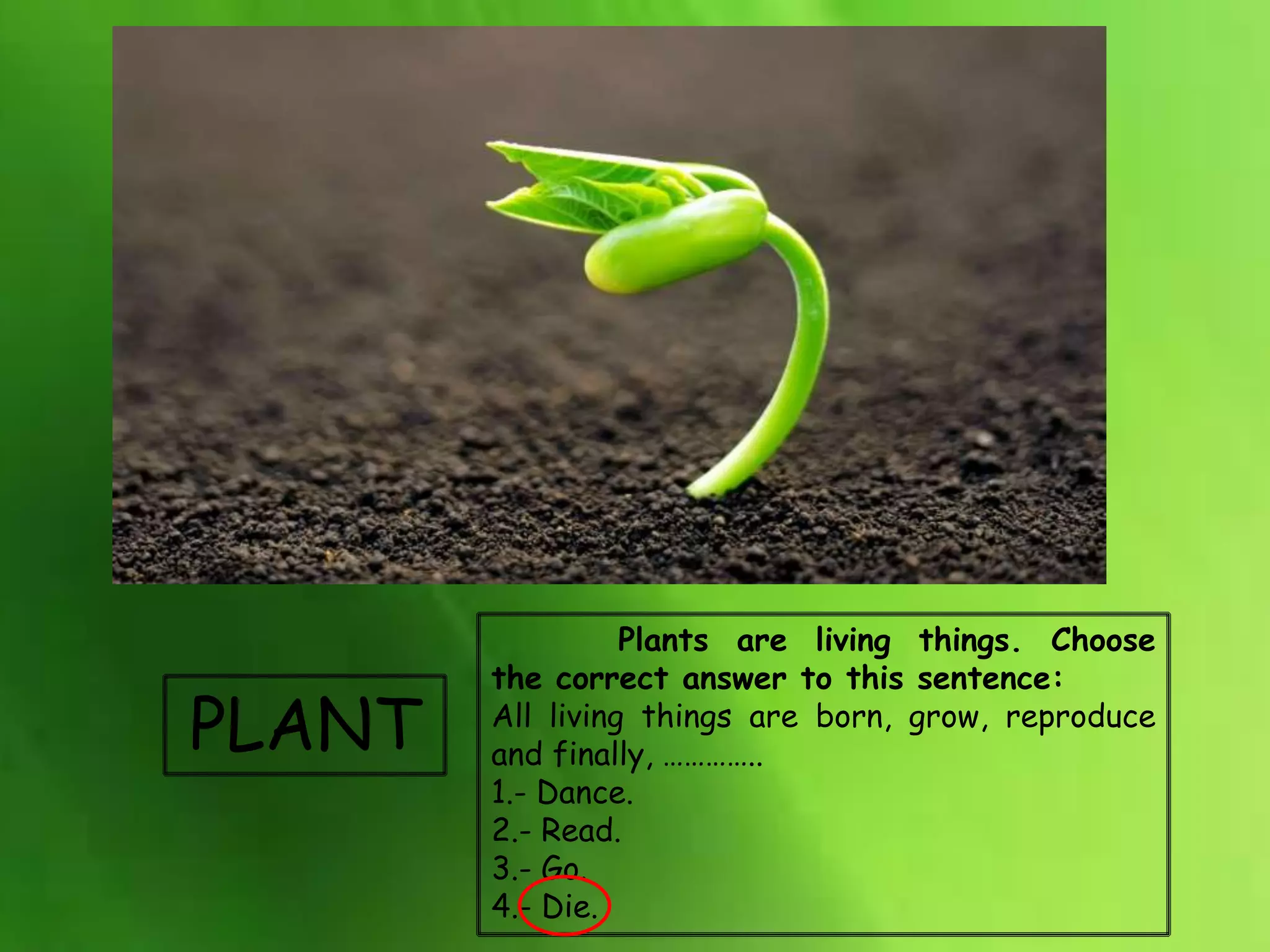 PLANT
Plants are living things. Choose
the correct answer to this sentence:
All living things are born, grow, reproduce
and finally, …………..
1.- Dance.
2.- Read.
3.- Go.
4.- Die.